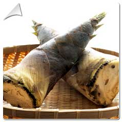 Bambou Bambu Bamboo 2